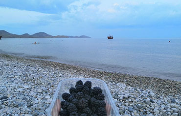 Осень в отеле «Аравана» 